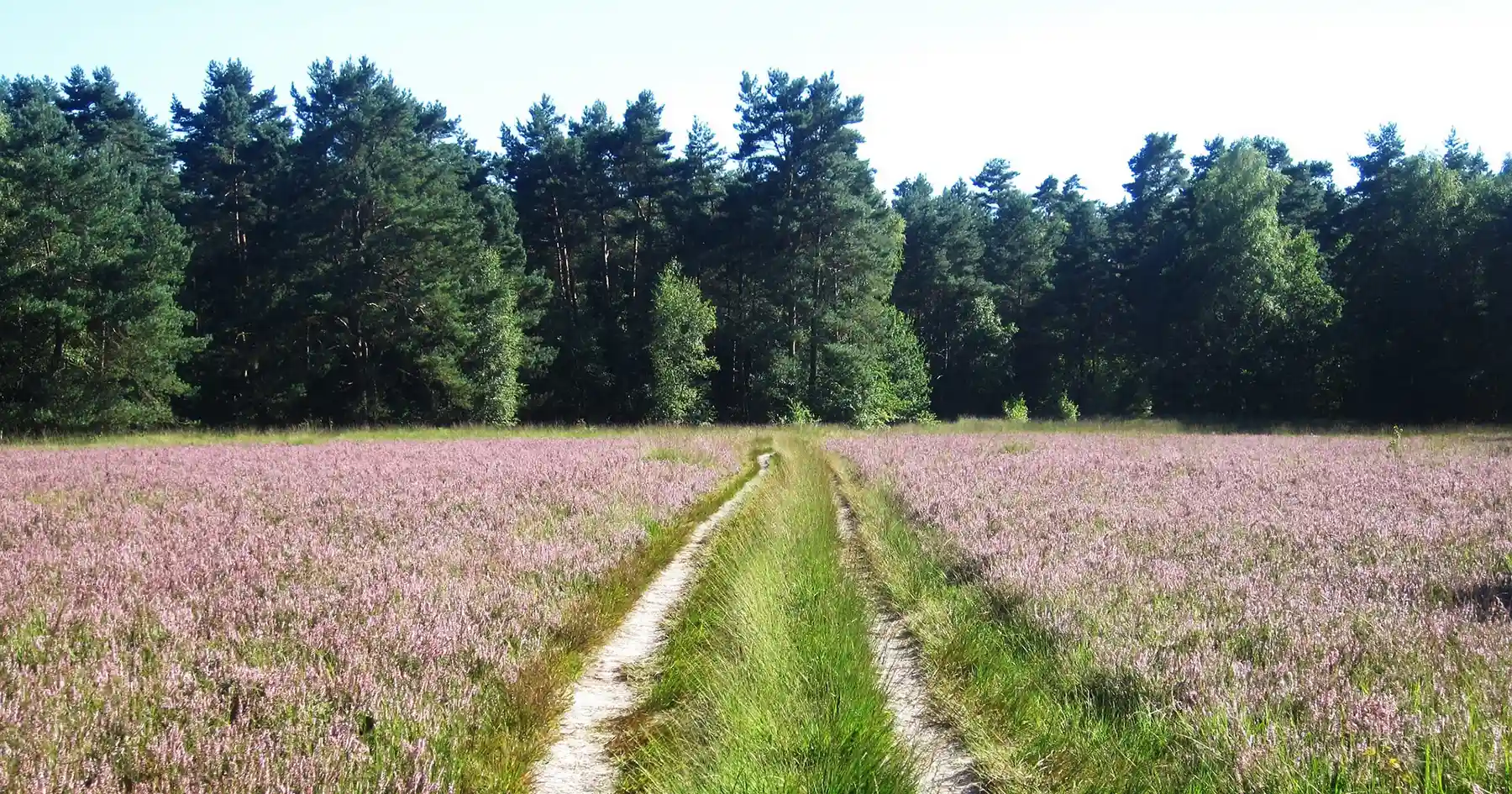 Feldweg durch die Heide