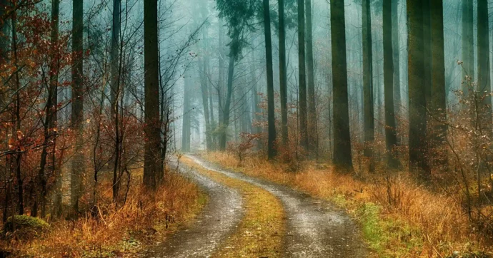 Waldweg im Herbstlicht