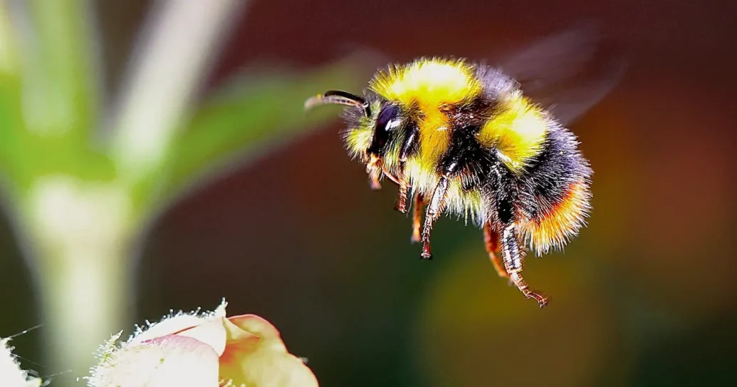 Kleine süße, fette Hummel