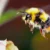 Kleine süße, fette Hummel