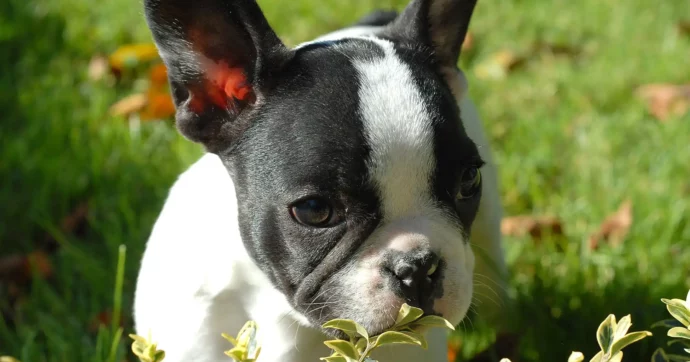 Frenchie - Französische Bulldogge